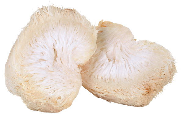 Lion's mane paddenstoel
